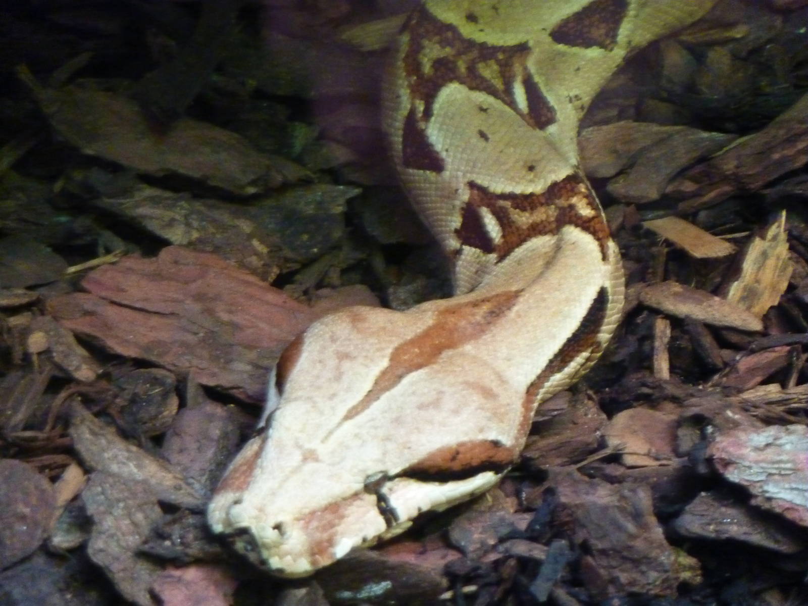 Bioparco Roma - Boa constrictor