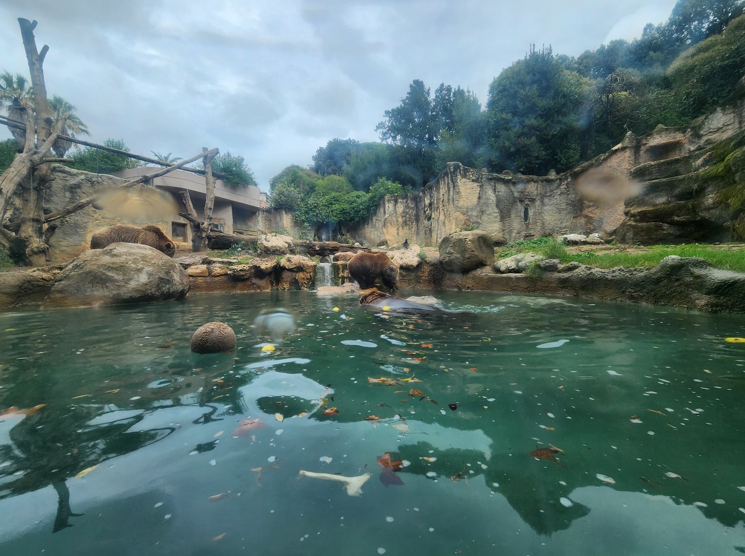Bioparco Roma - Brown Bear Valley