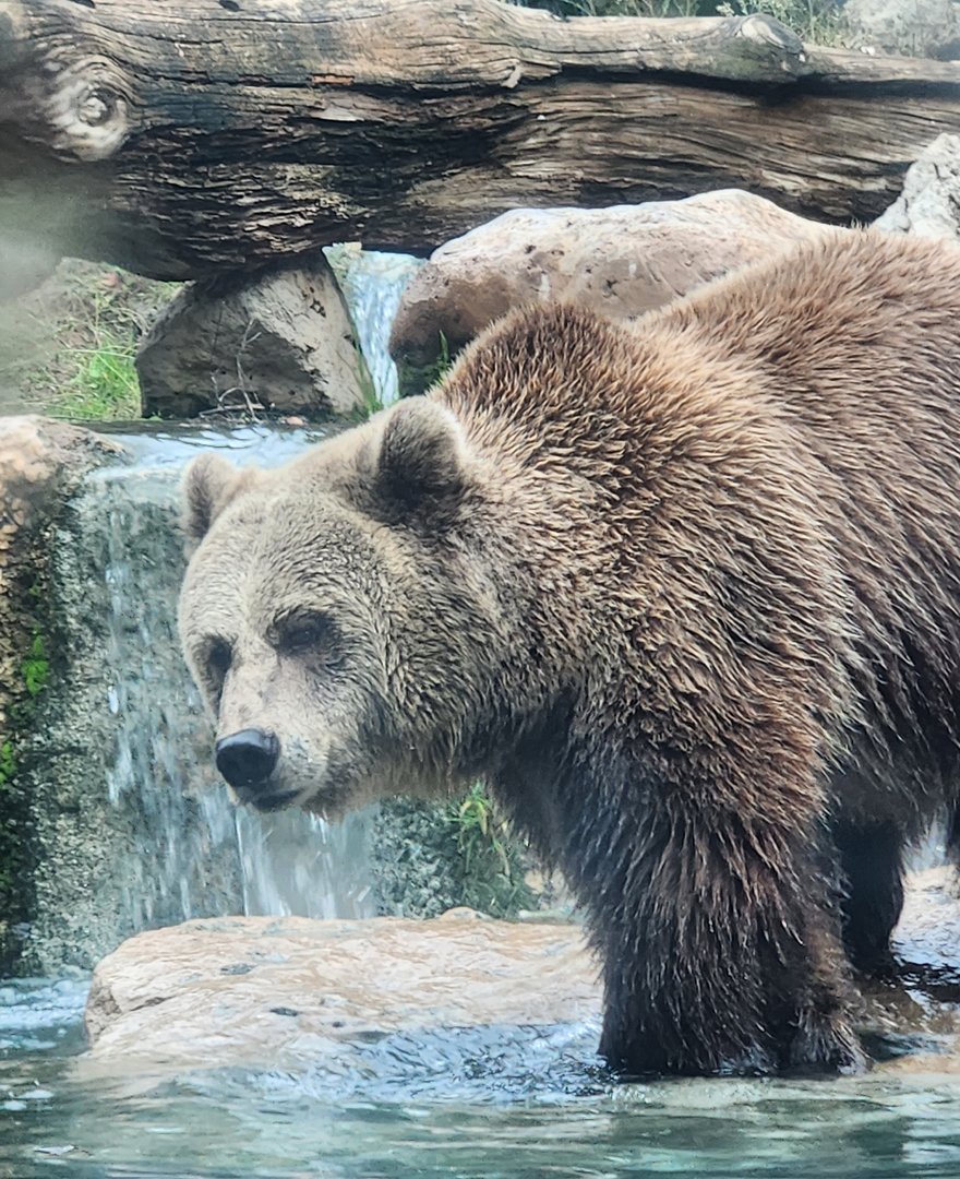 Bioparco Roma - Brown Bear