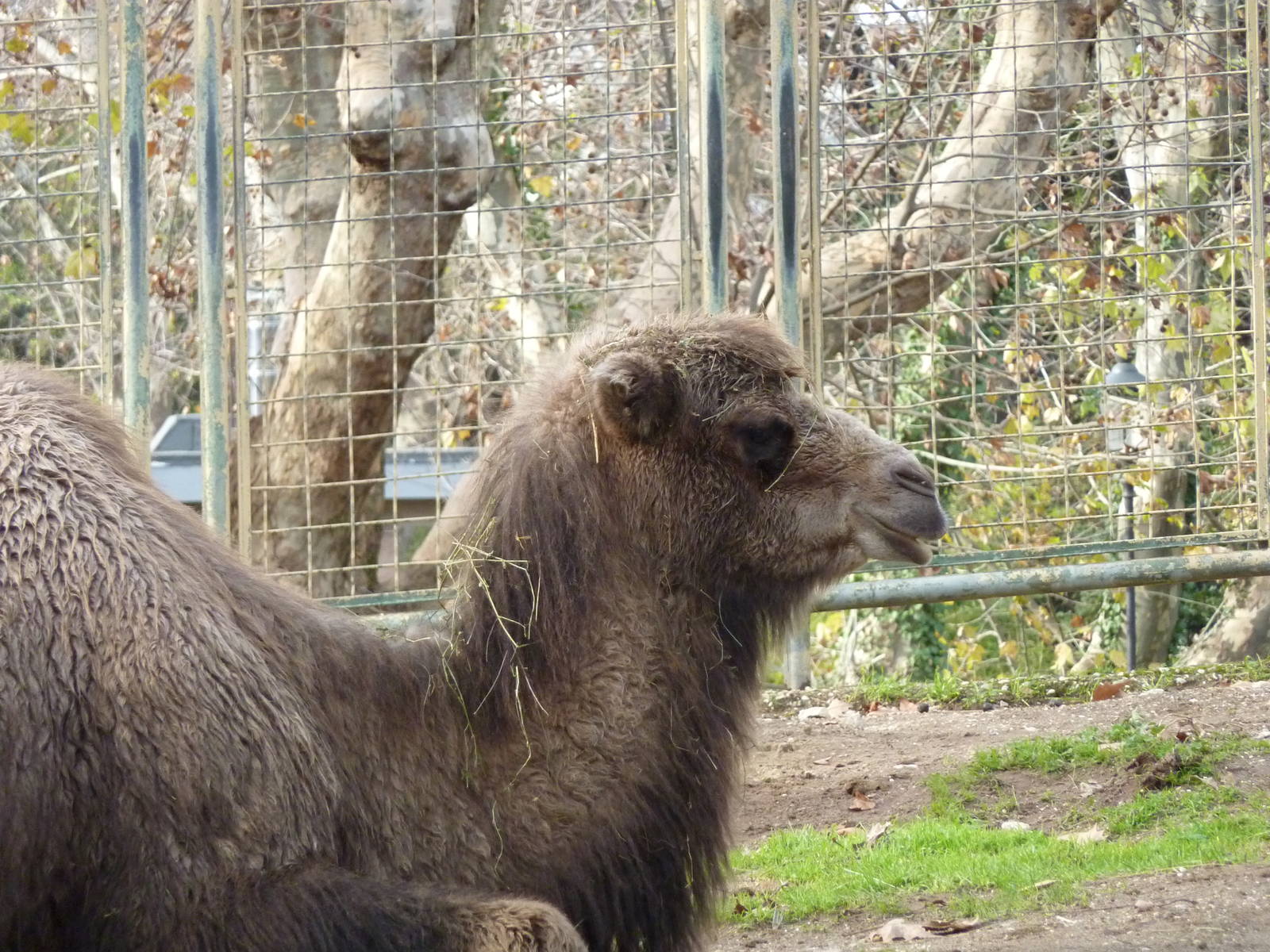 Bioparco Roma - Camel