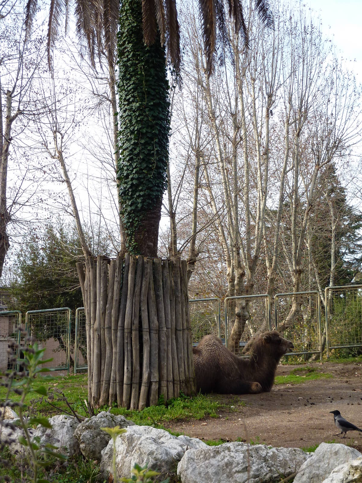 Bioparco Roma - Camel
