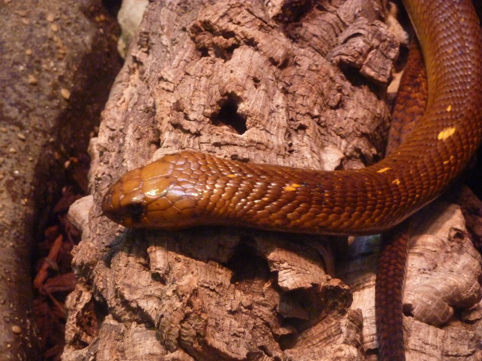Bioparco Roma - Cape cobra