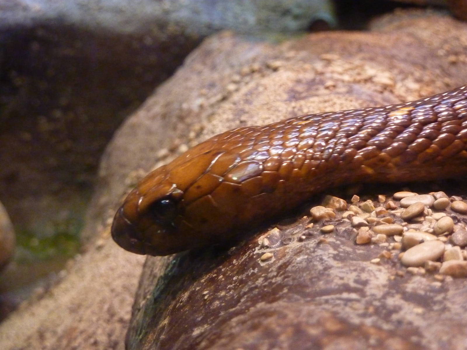 Bioparco Roma - Cape cobra