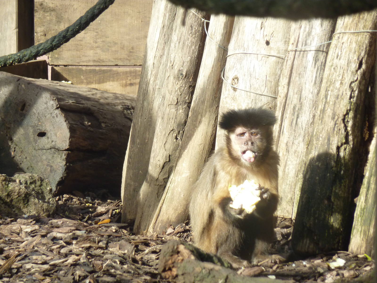 Bioparco Roma - Capuchin