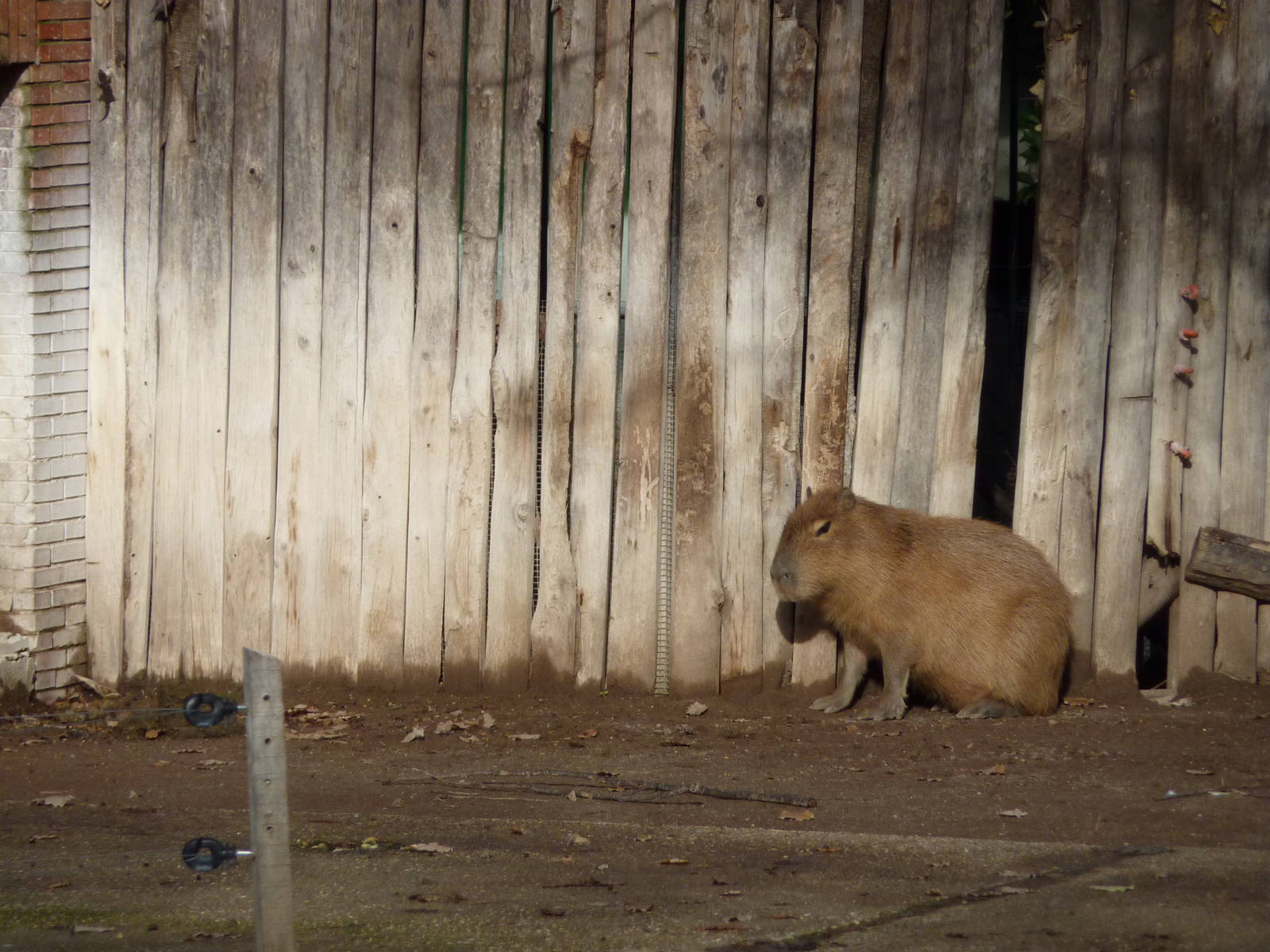 Bioparco Roma - Capybara