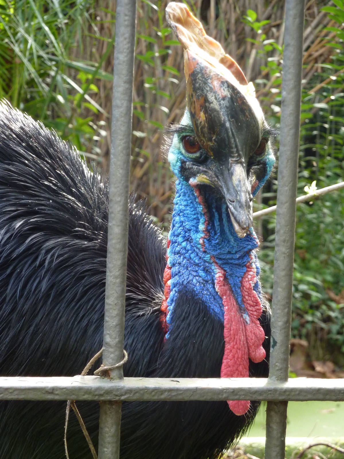 Bioparco Roma - Cassowary