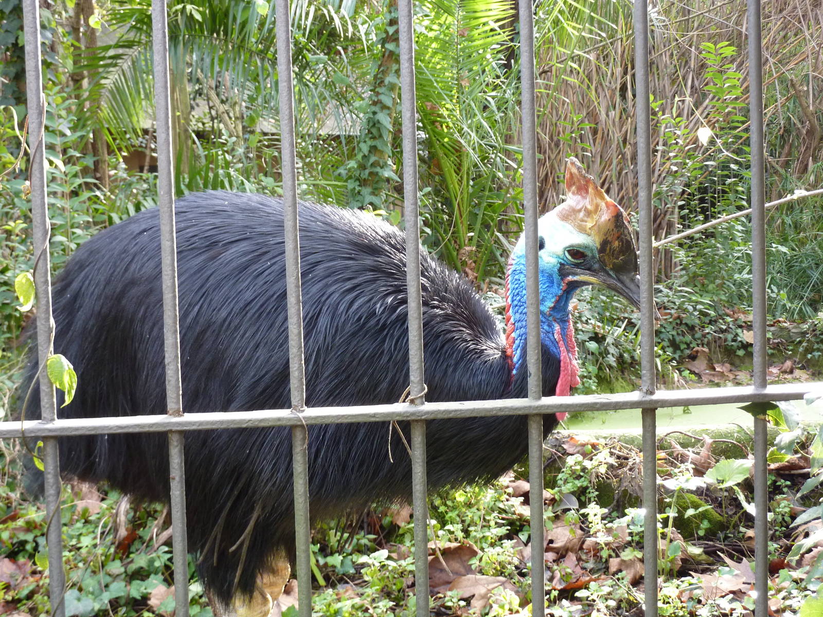 Bioparco Roma - Cassowary