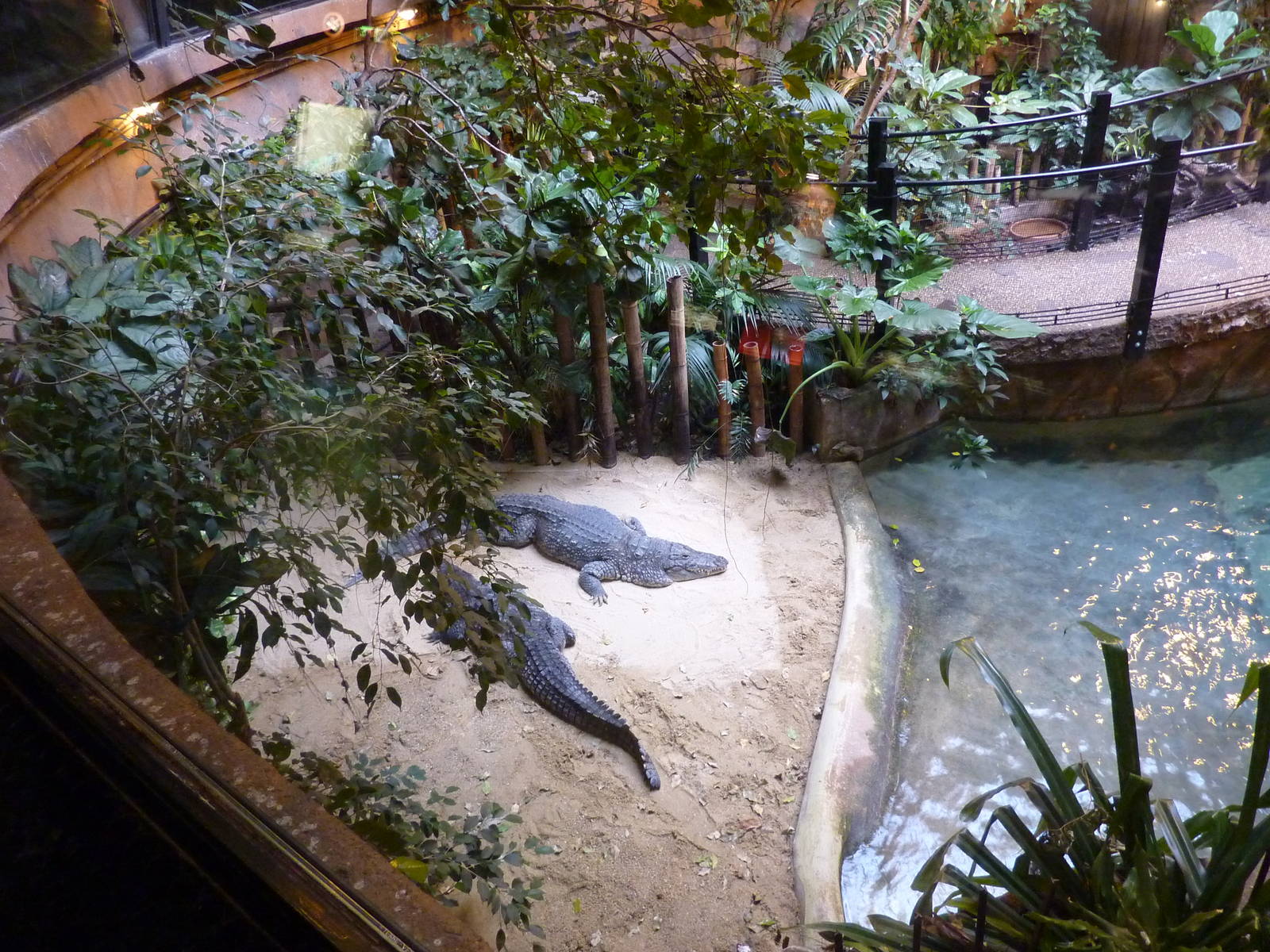 Bioparco Roma - Central hall in reptile house, crocodiles