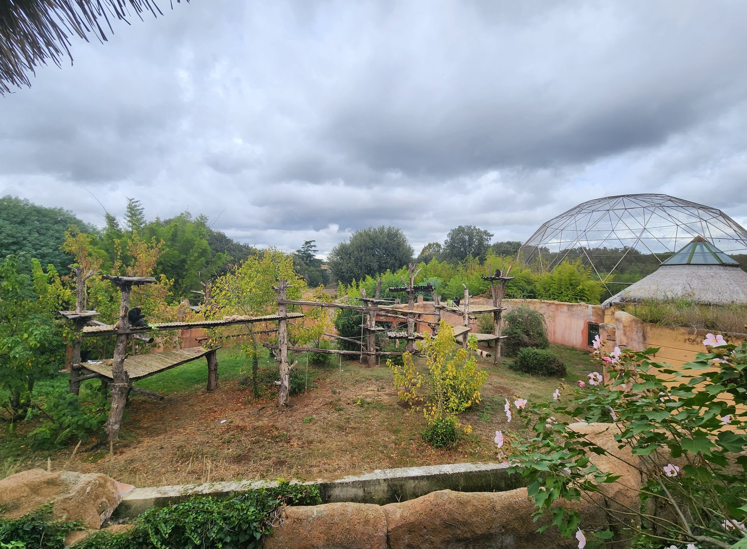 Bioparco Roma - Chimpanzee exhibit