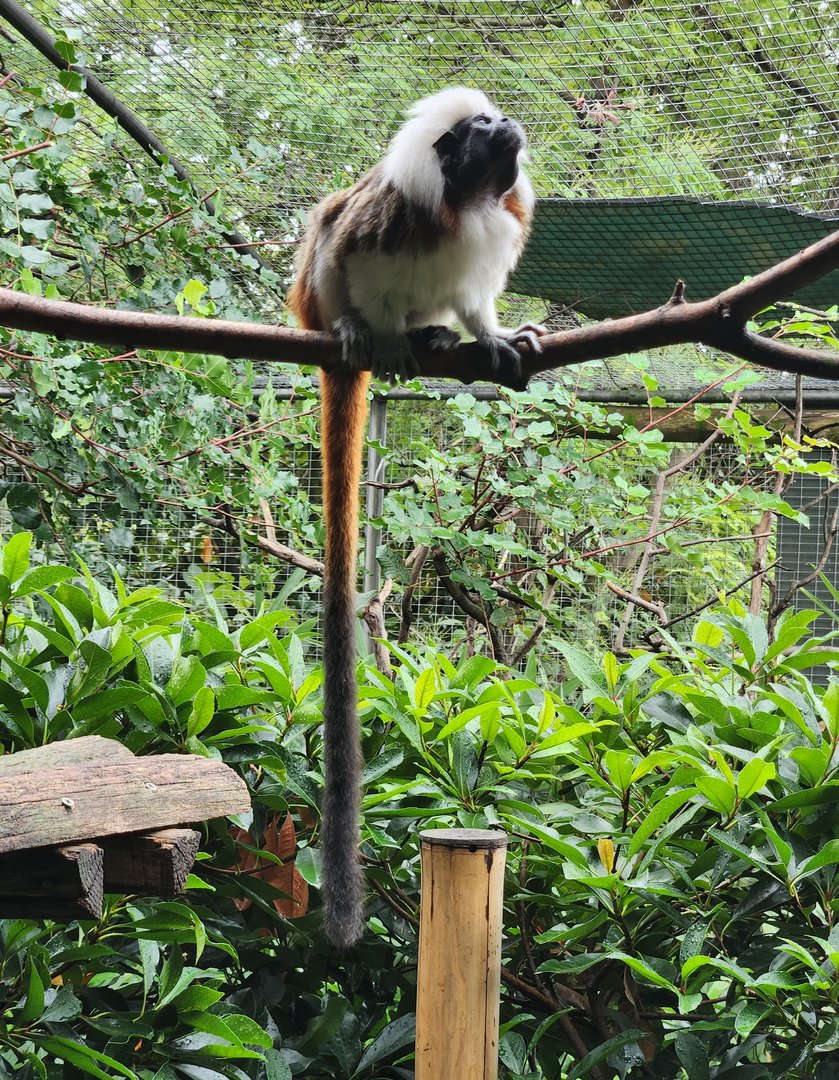 Bioparco Roma - Cottontop Tamarin
