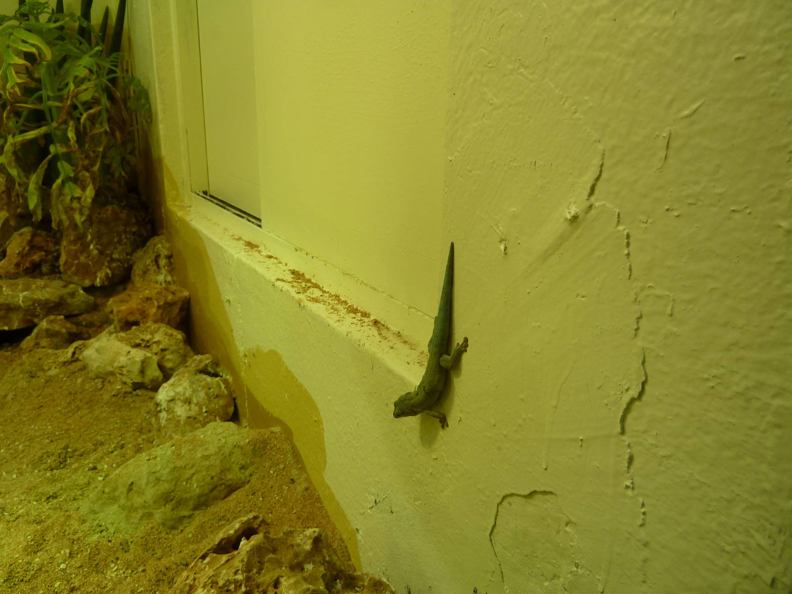 Bioparco Roma - Day gecko