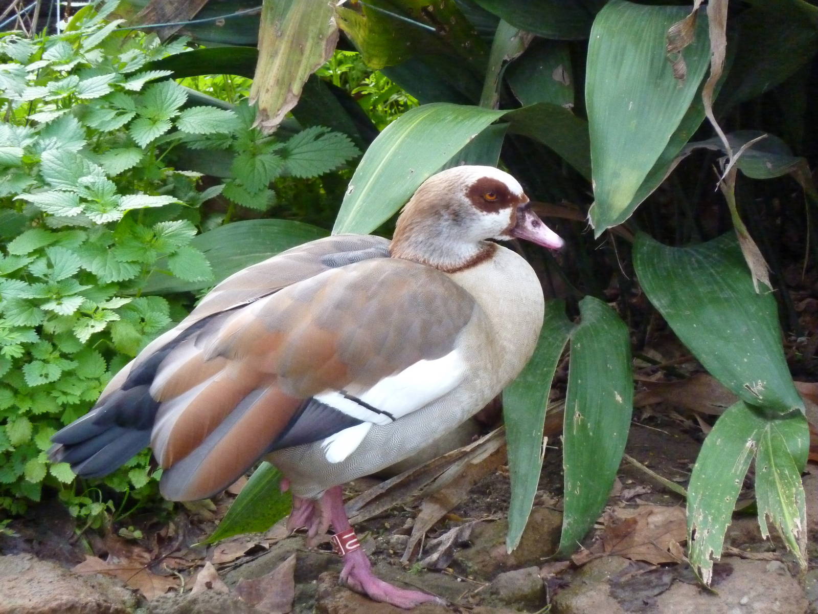 Bioparco Roma - Egyptian goose