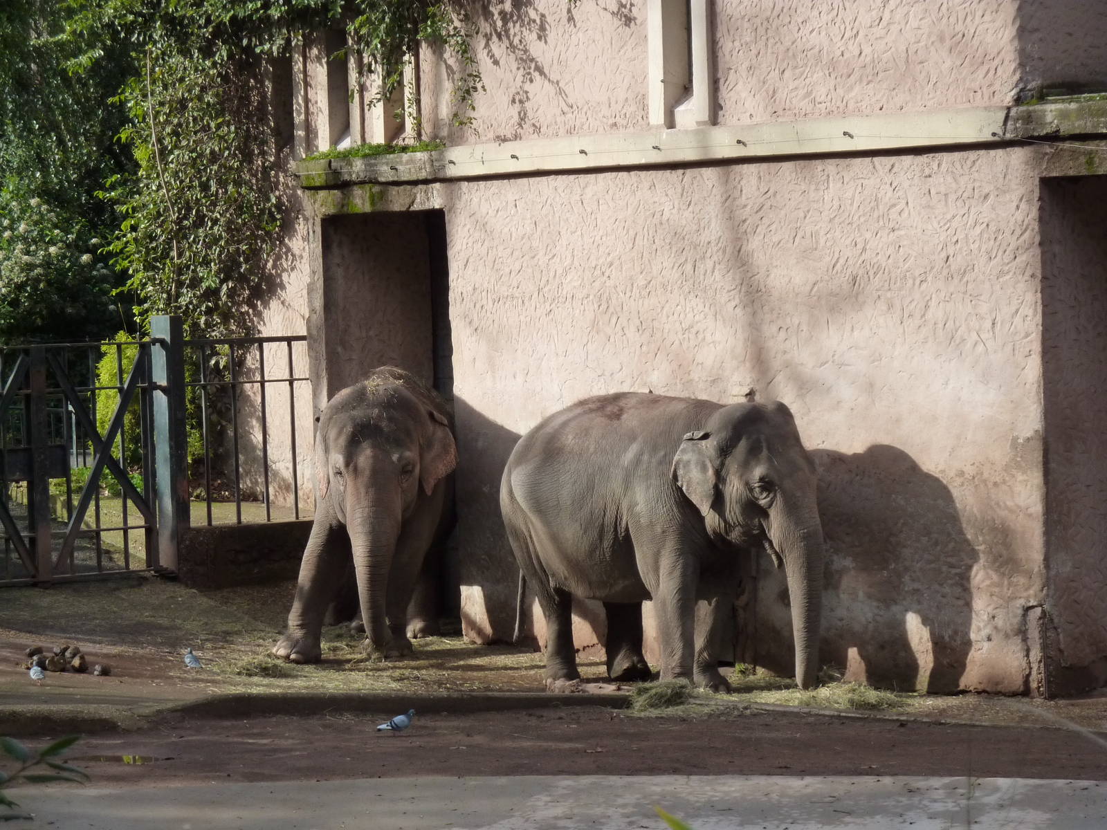 Bioparco Roma - Elephants