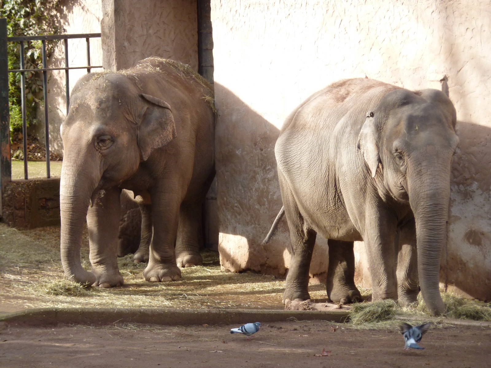 Bioparco Roma - Elephants