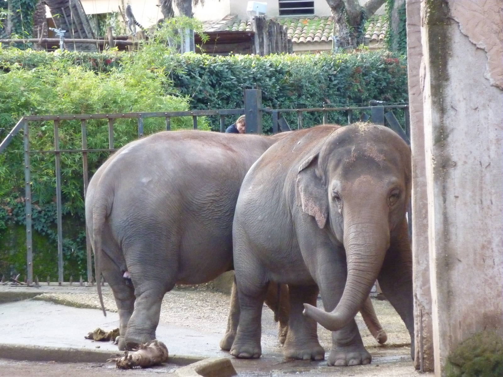 Bioparco Roma - Elephants