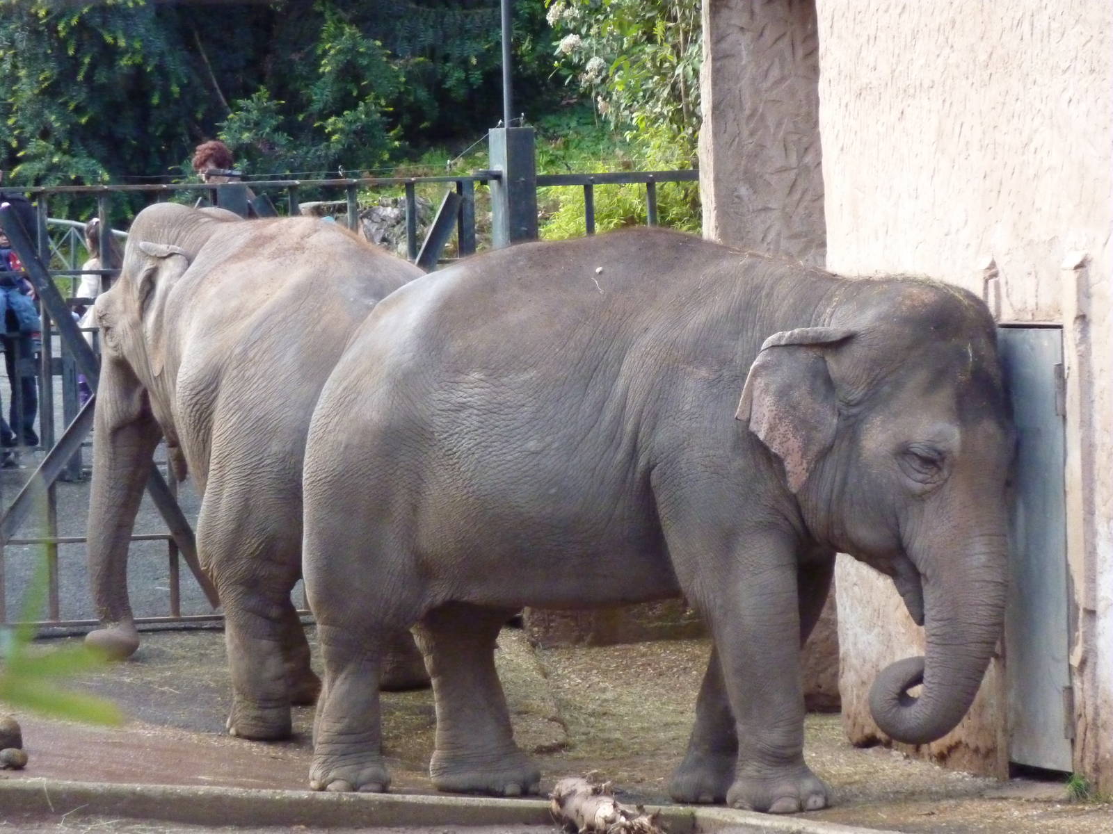 Bioparco Roma - Elephants