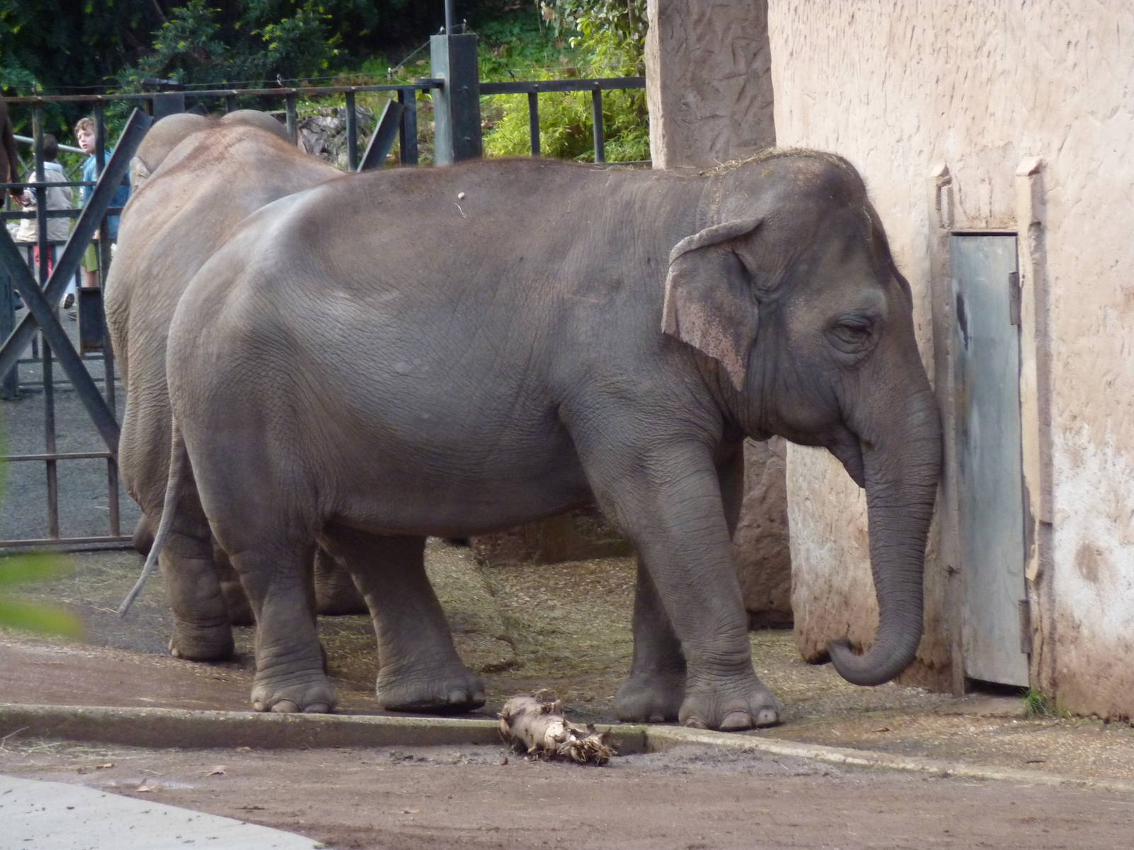 Bioparco Roma - Elephants