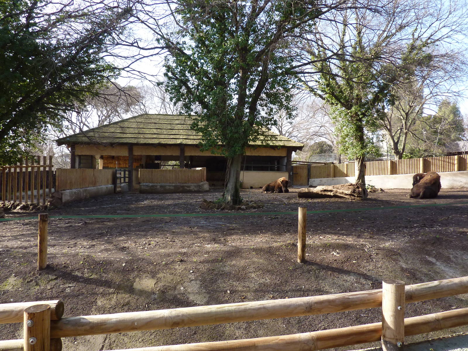 Bioparco Roma - European bison paddock
