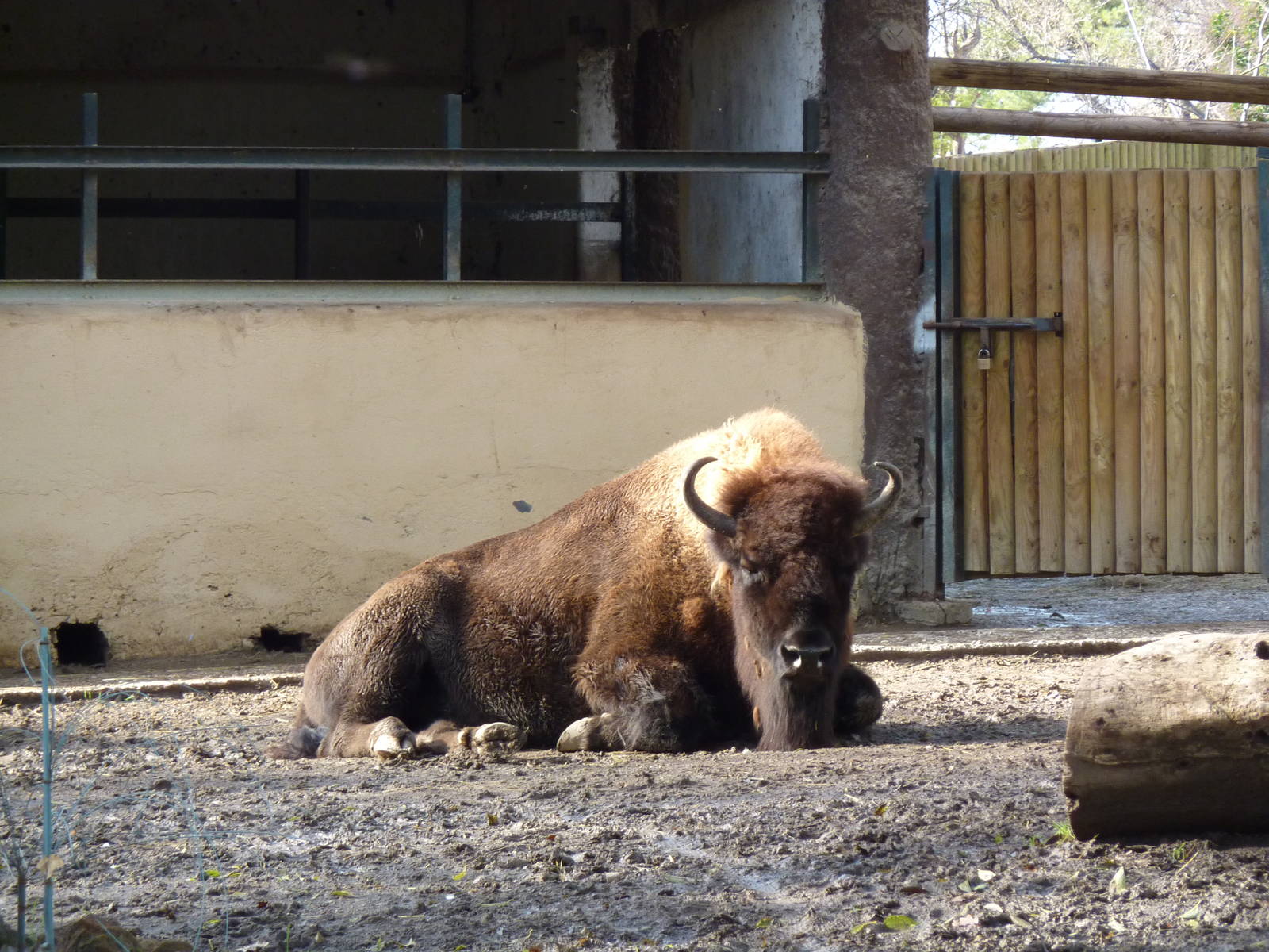 Bioparco Roma - European bison