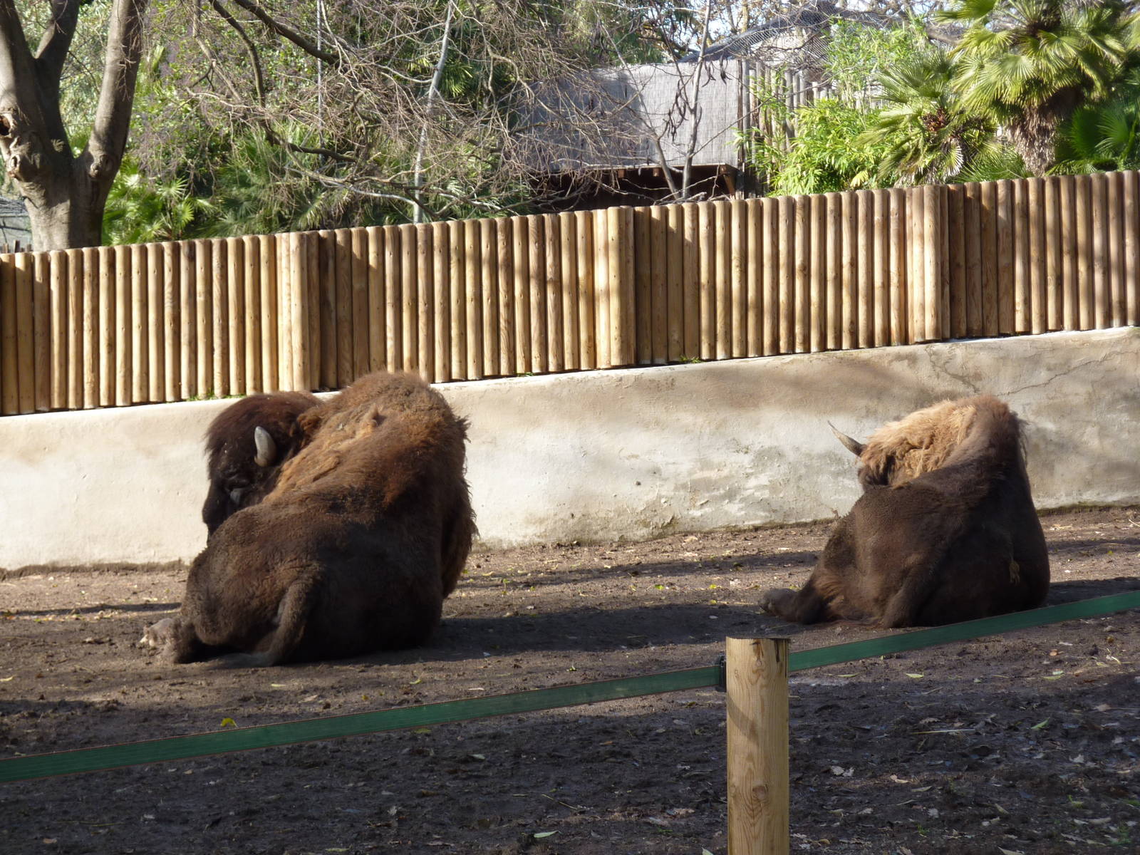 Bioparco Roma - European bison