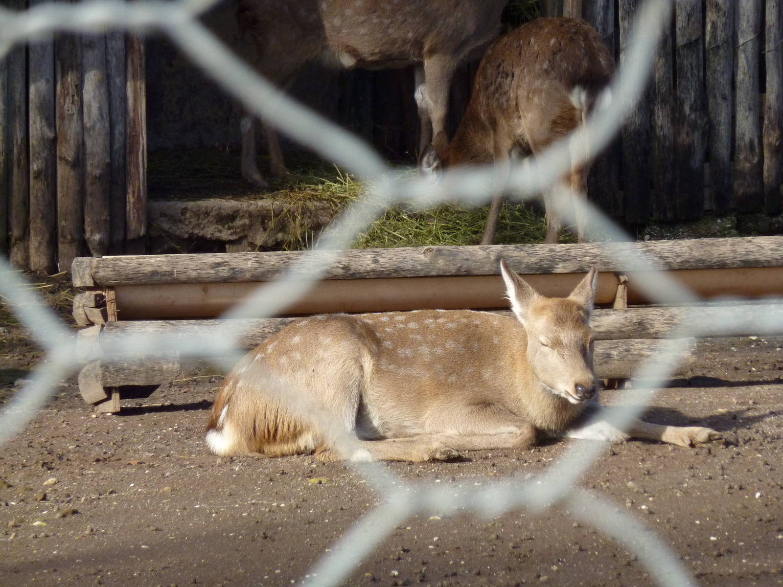Bioparco Roma - Fallow deer