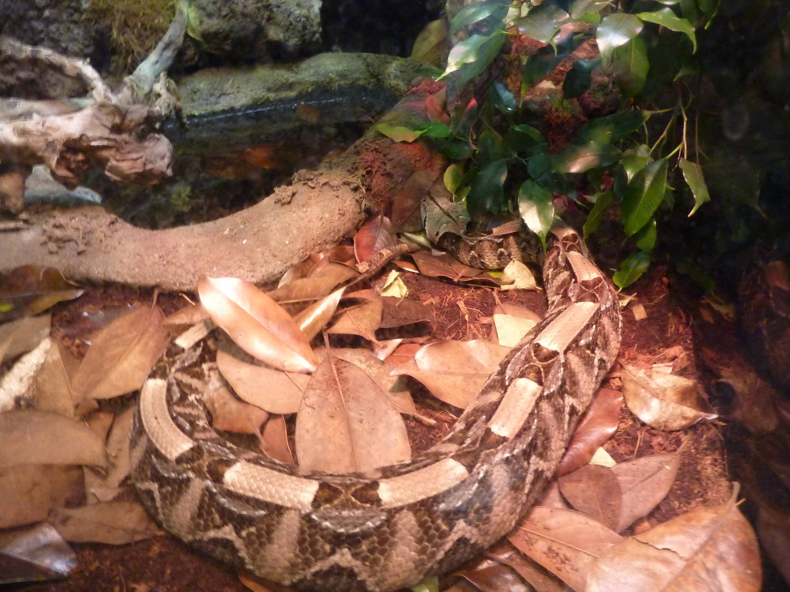Bioparco Roma - Gaboon viper