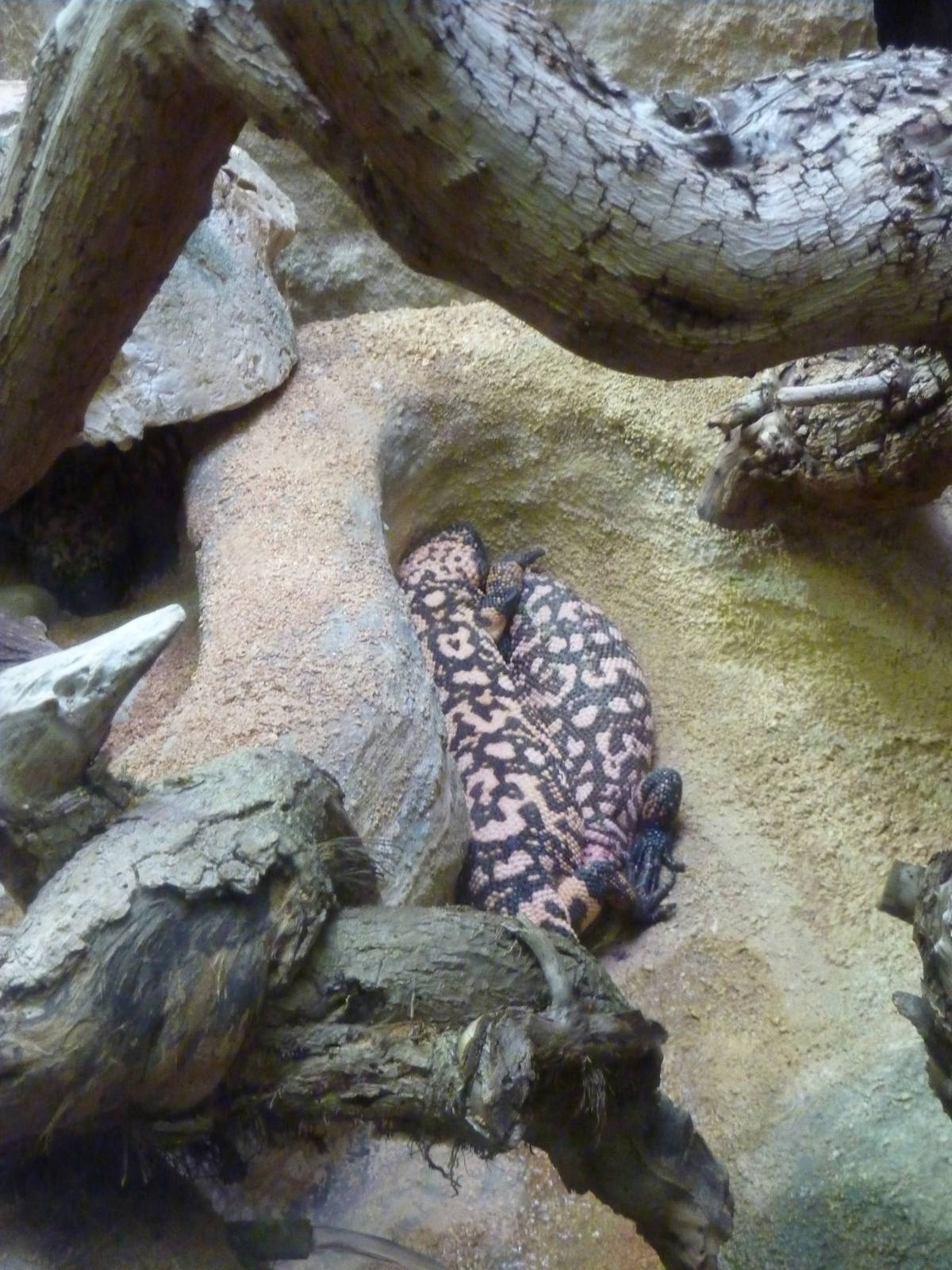 Bioparco Roma - Gila monsters