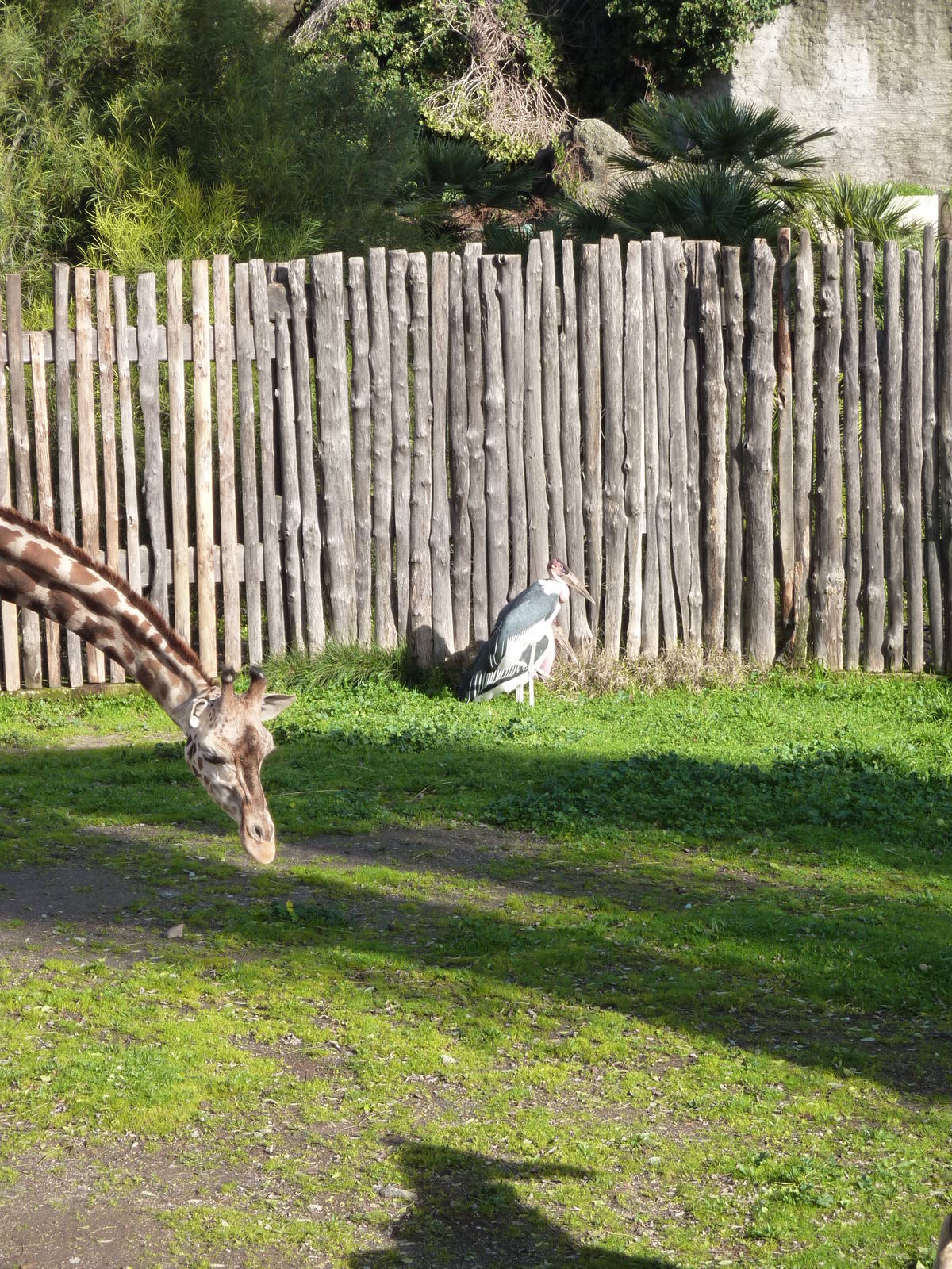 Bioparco Roma - Giraffe and Marabous