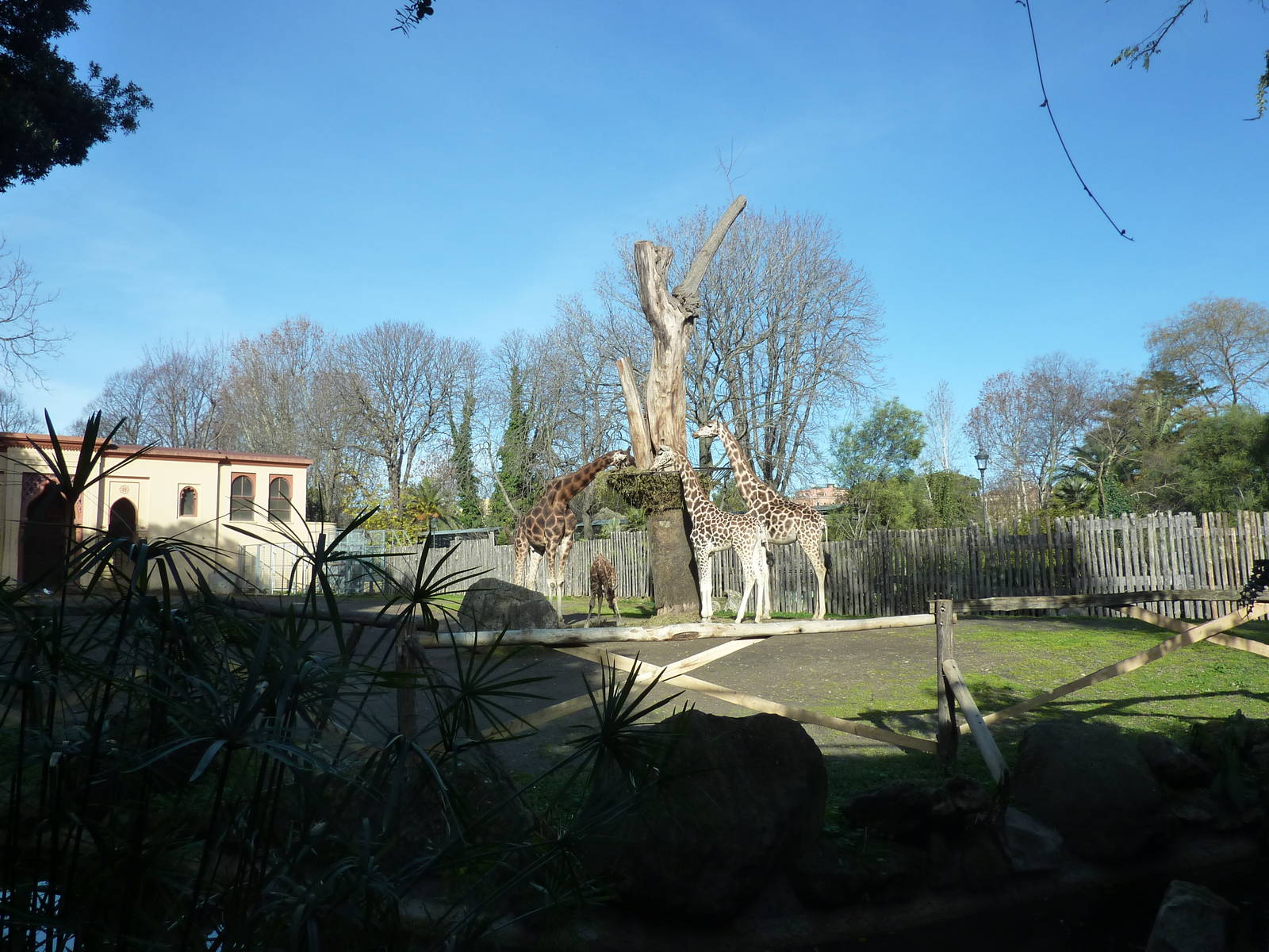 Bioparco Roma - Giraffe enclosure