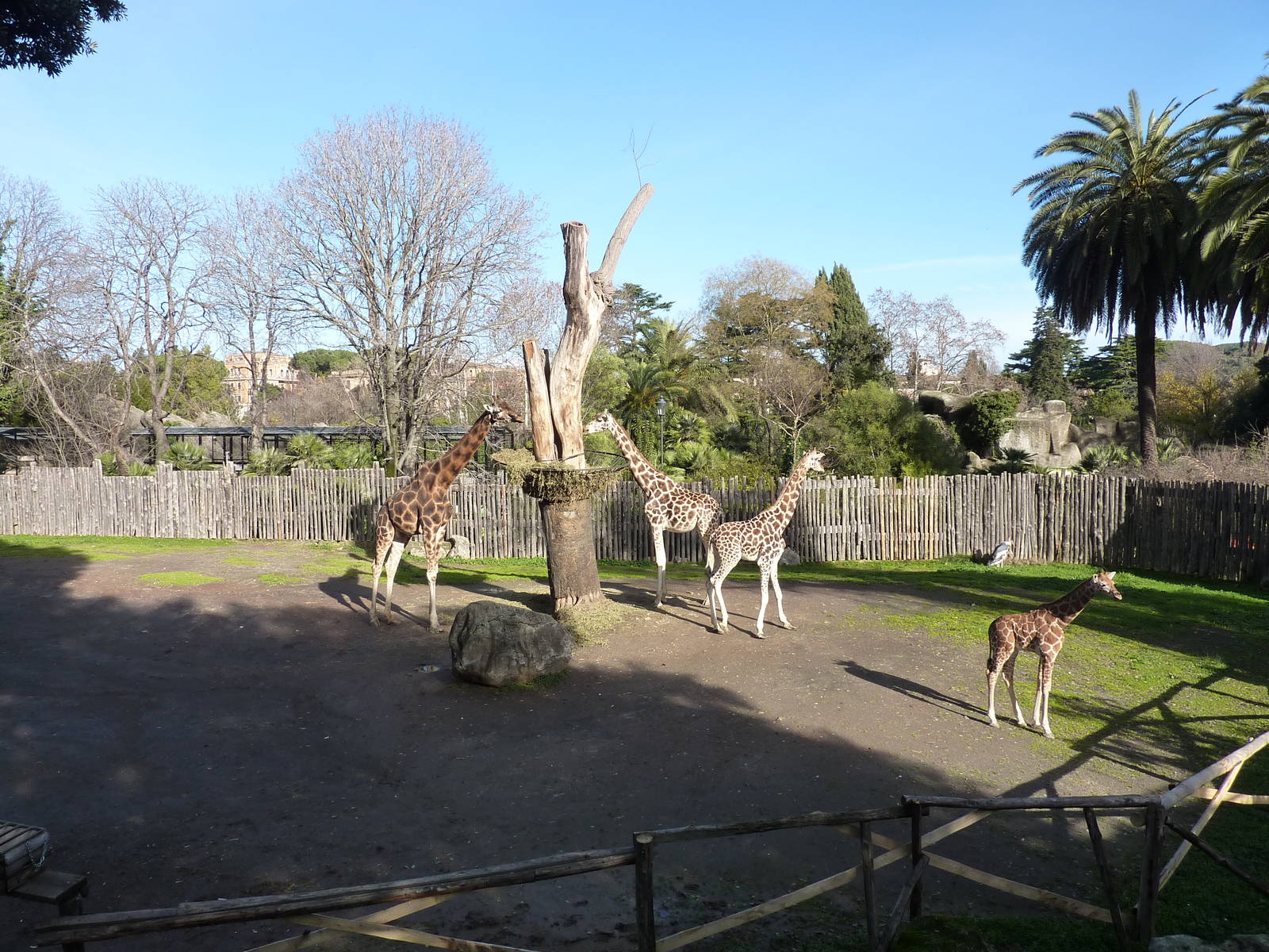 Bioparco Roma - Giraffe enclosure