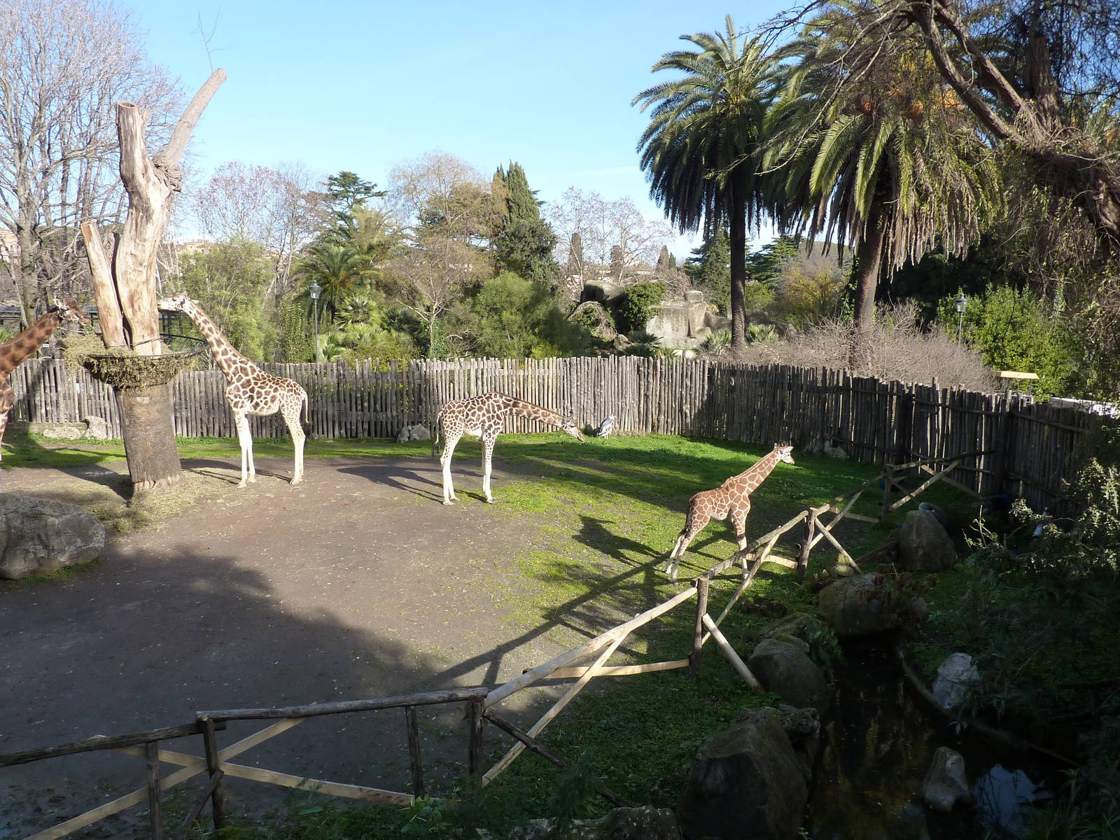 Bioparco Roma - Giraffe enclosure