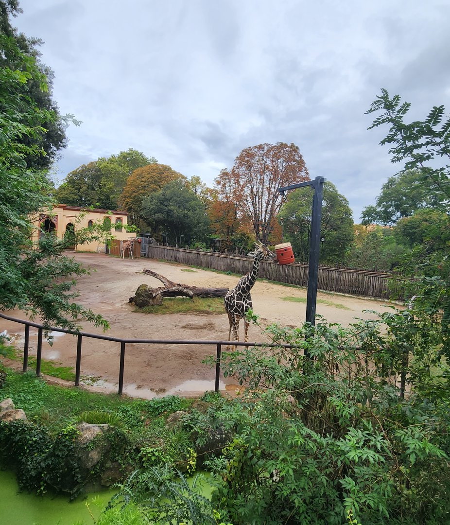 Bioparco Roma - Giraffe exhibit from upper deck