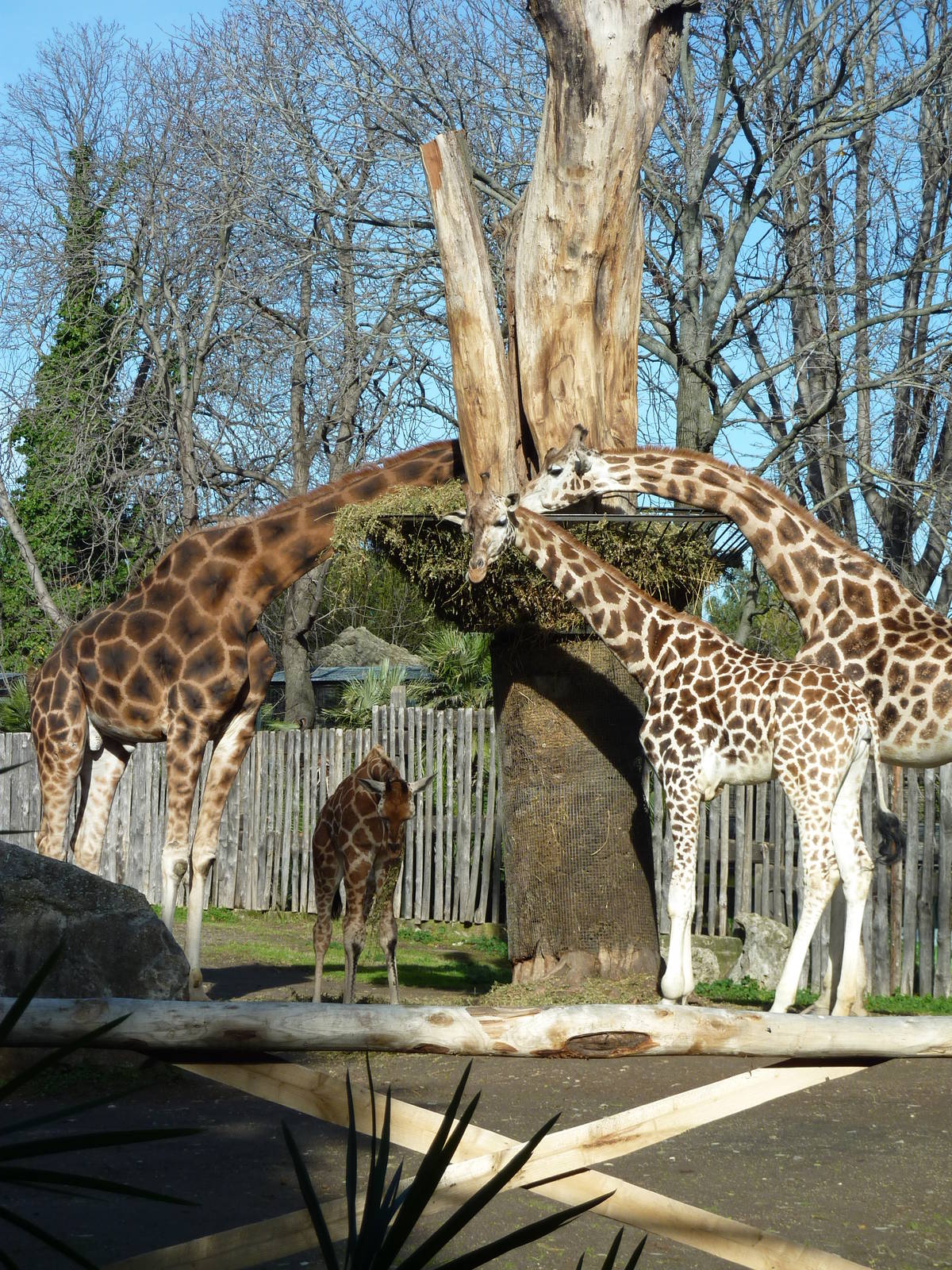 Bioparco Roma - Giraffes feeding