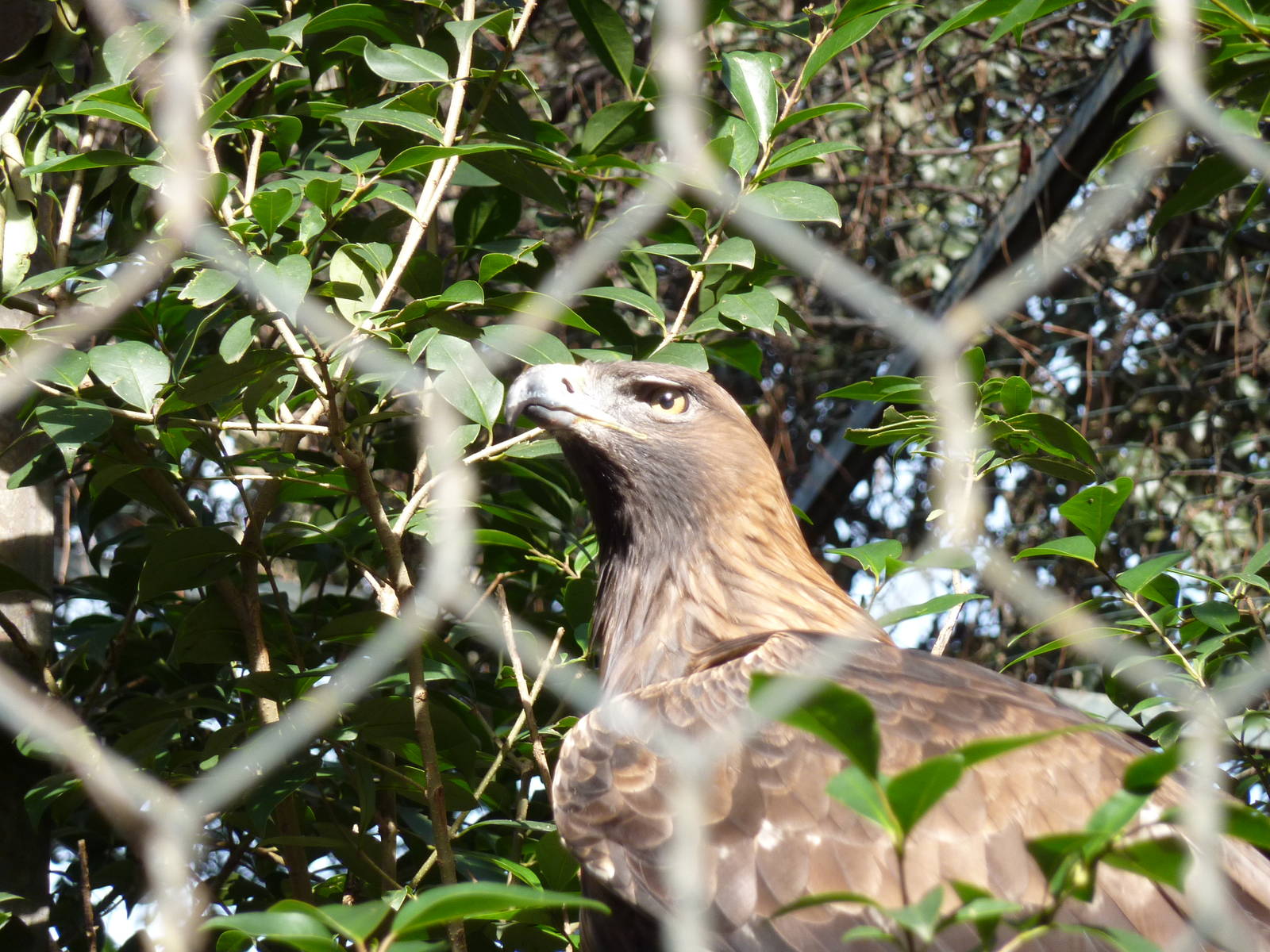 Bioparco Roma - Golden eagle