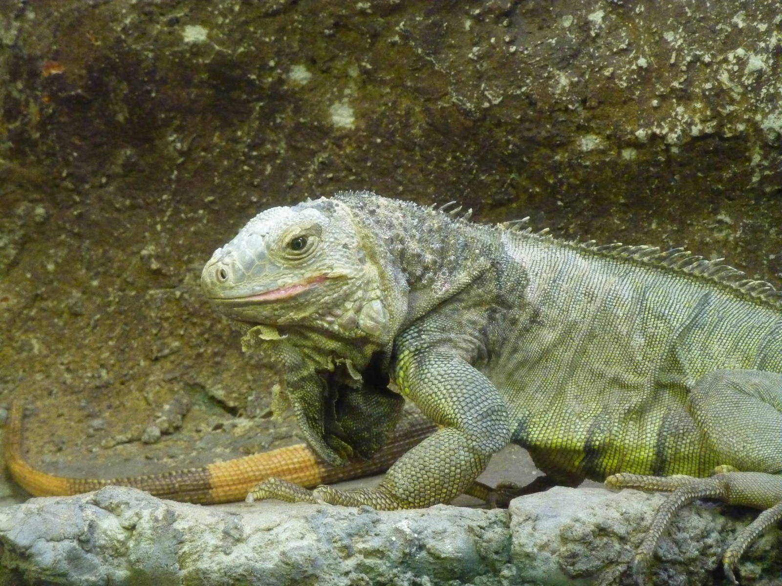 Bioparco Roma - Green iguana