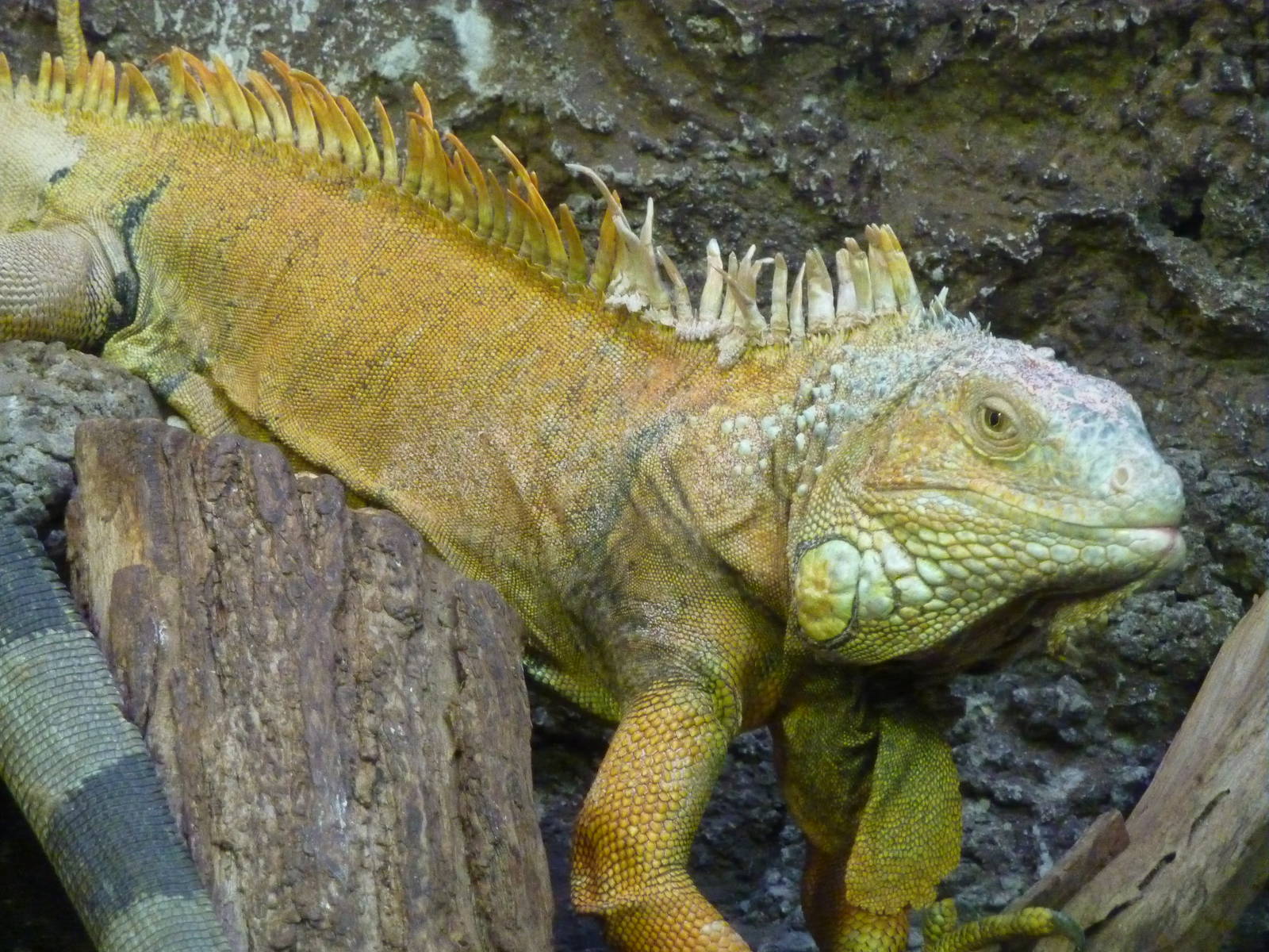 Bioparco Roma - Green iguana