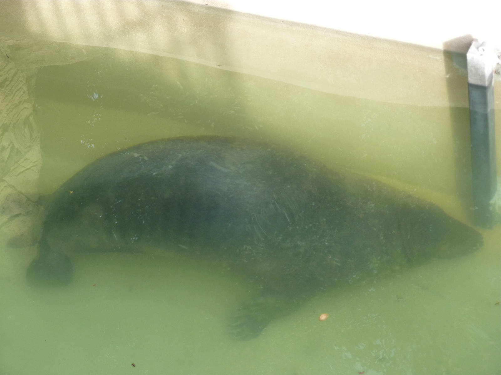 Bioparco Roma - Grey seal