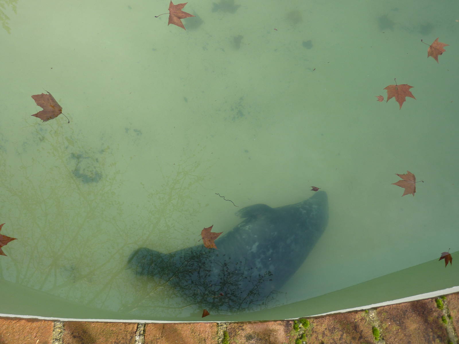 Bioparco Roma - Grey seal