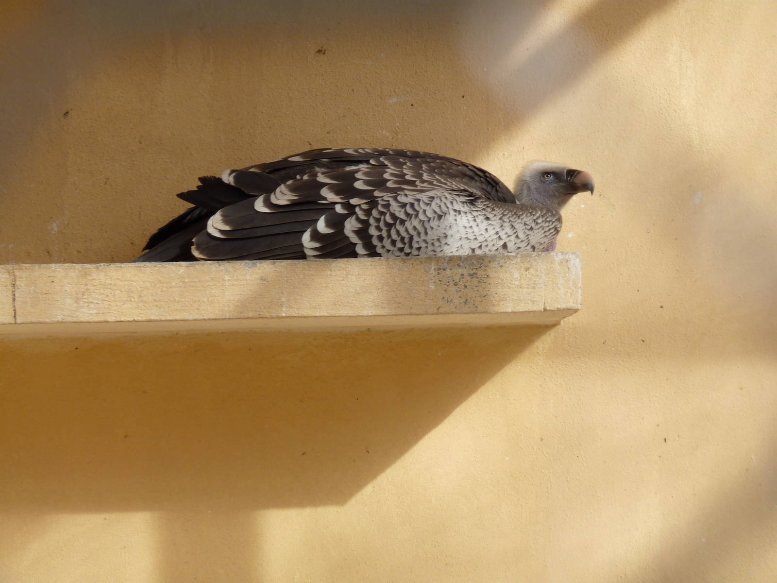 Bioparco Roma - Griffon vulture