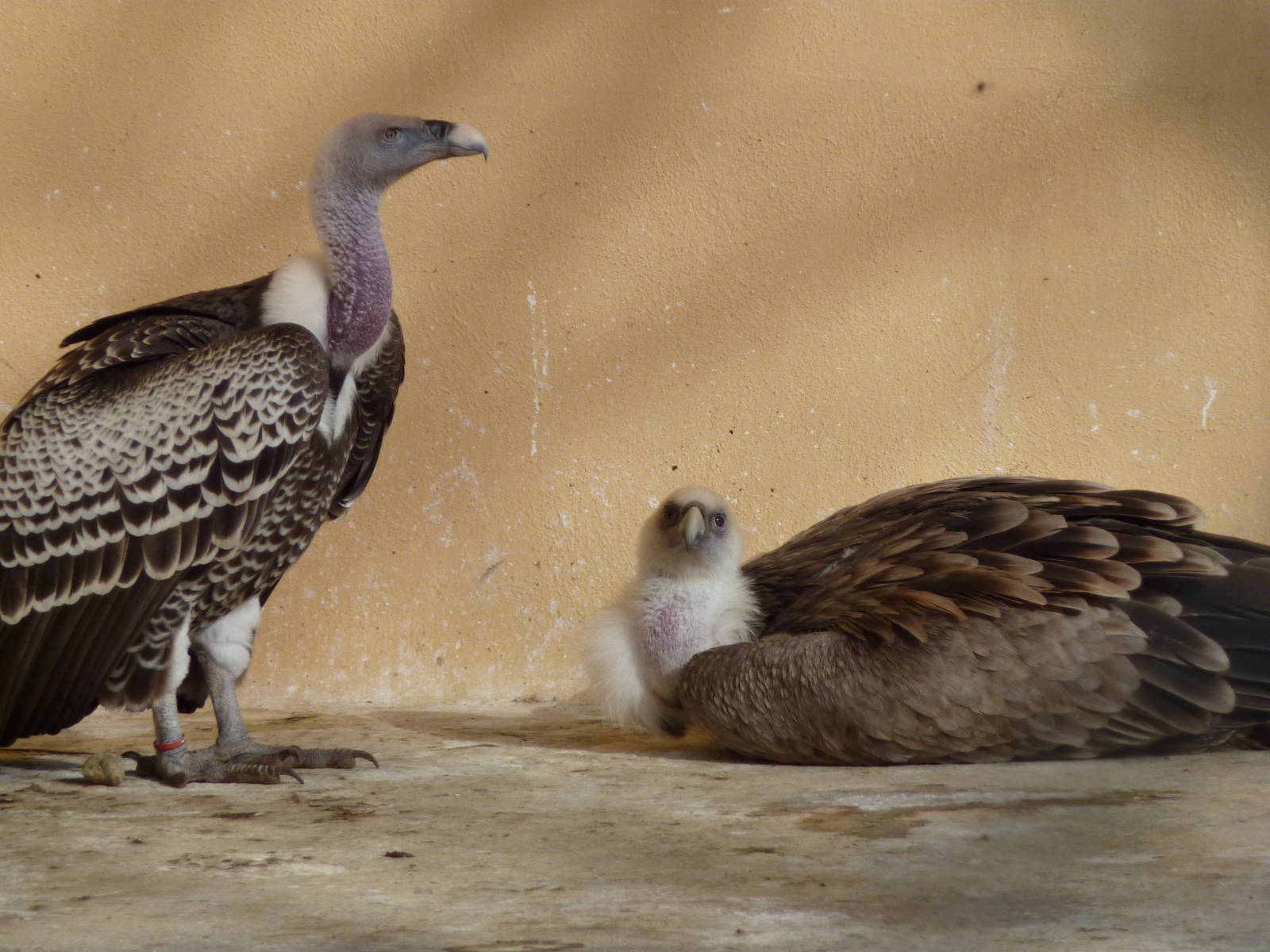 Bioparco Roma - Griffon vultures