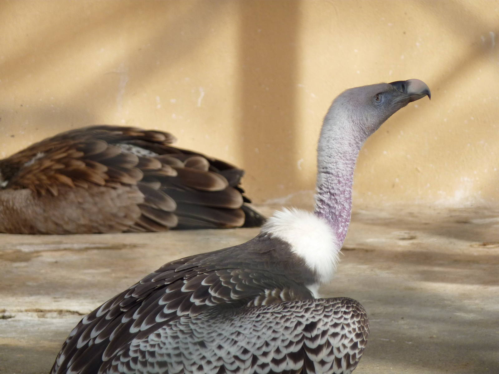 Bioparco Roma - Griffon vultures
