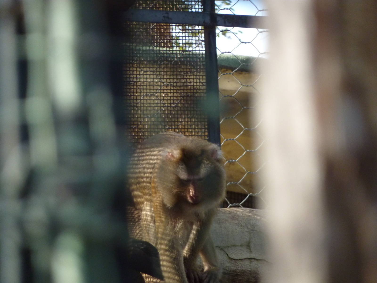 Bioparco Roma - Hidden macaques