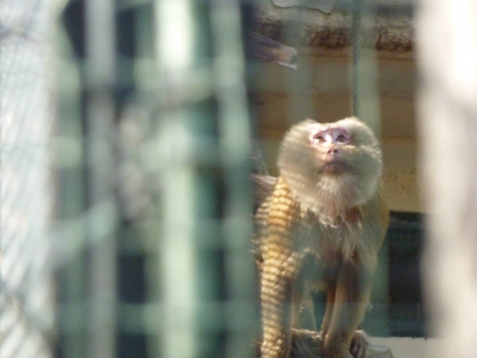 Bioparco Roma - Hidden macaques