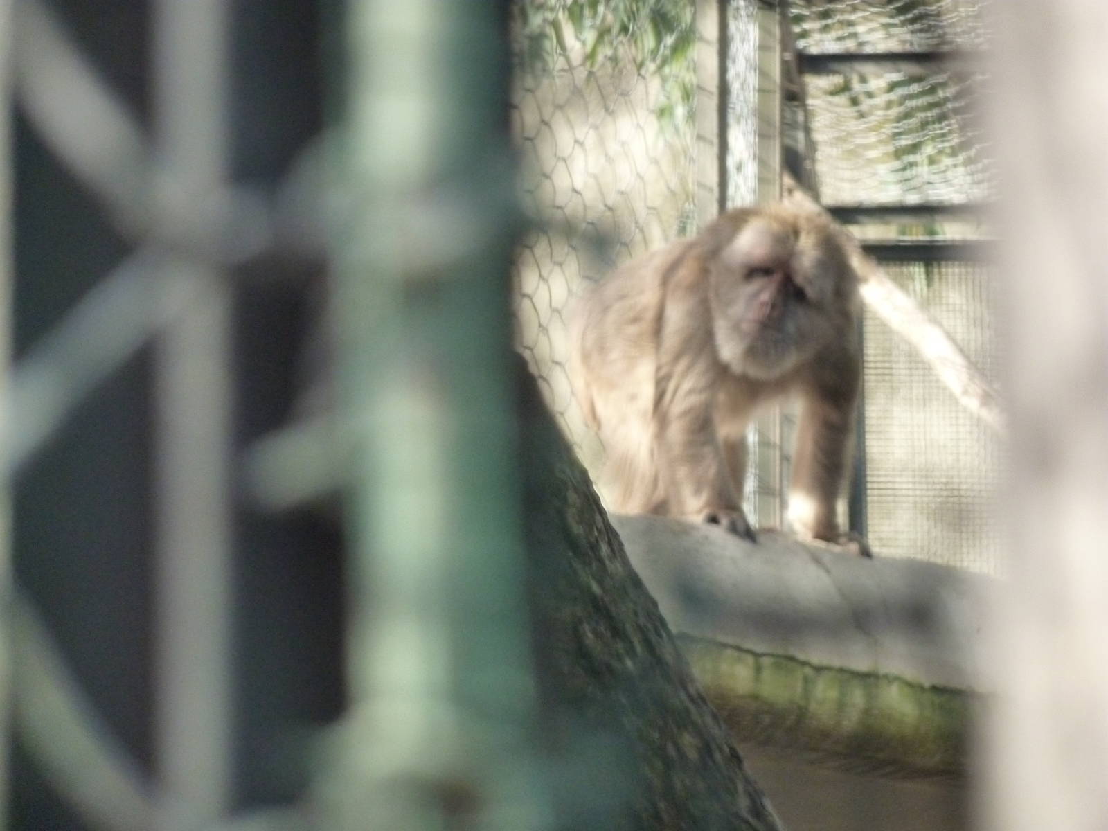 Bioparco Roma - Hidden macaques