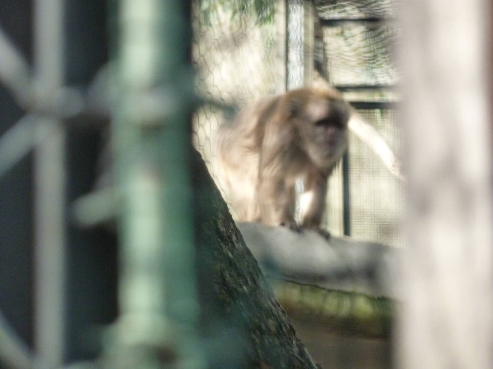 Bioparco Roma - Hidden macaques