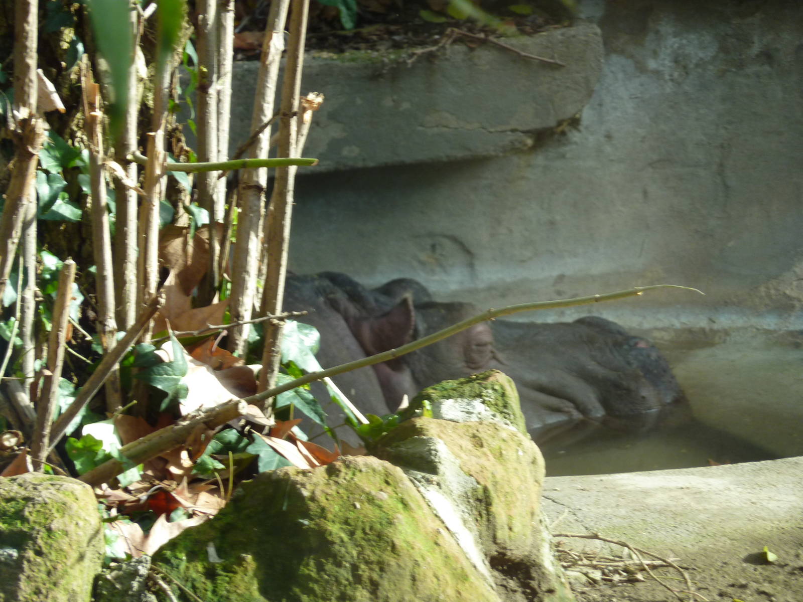 Bioparco Roma - Hippo