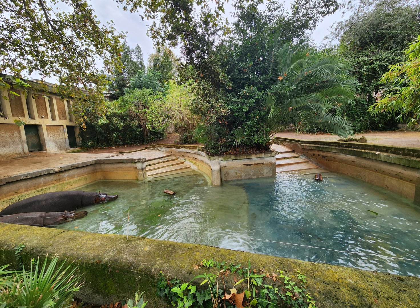 Bioparco Roma - Hippopotamus exhibit