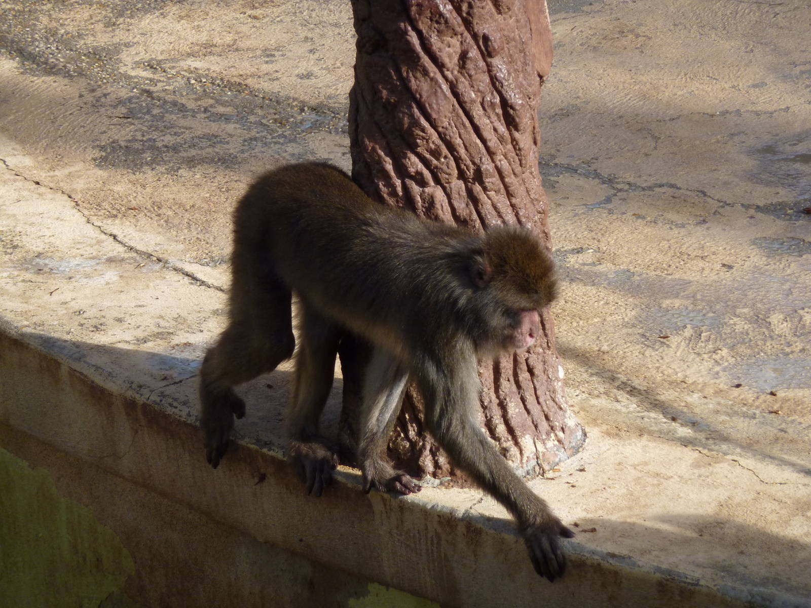 Bioparco Roma - Japanese macaque
