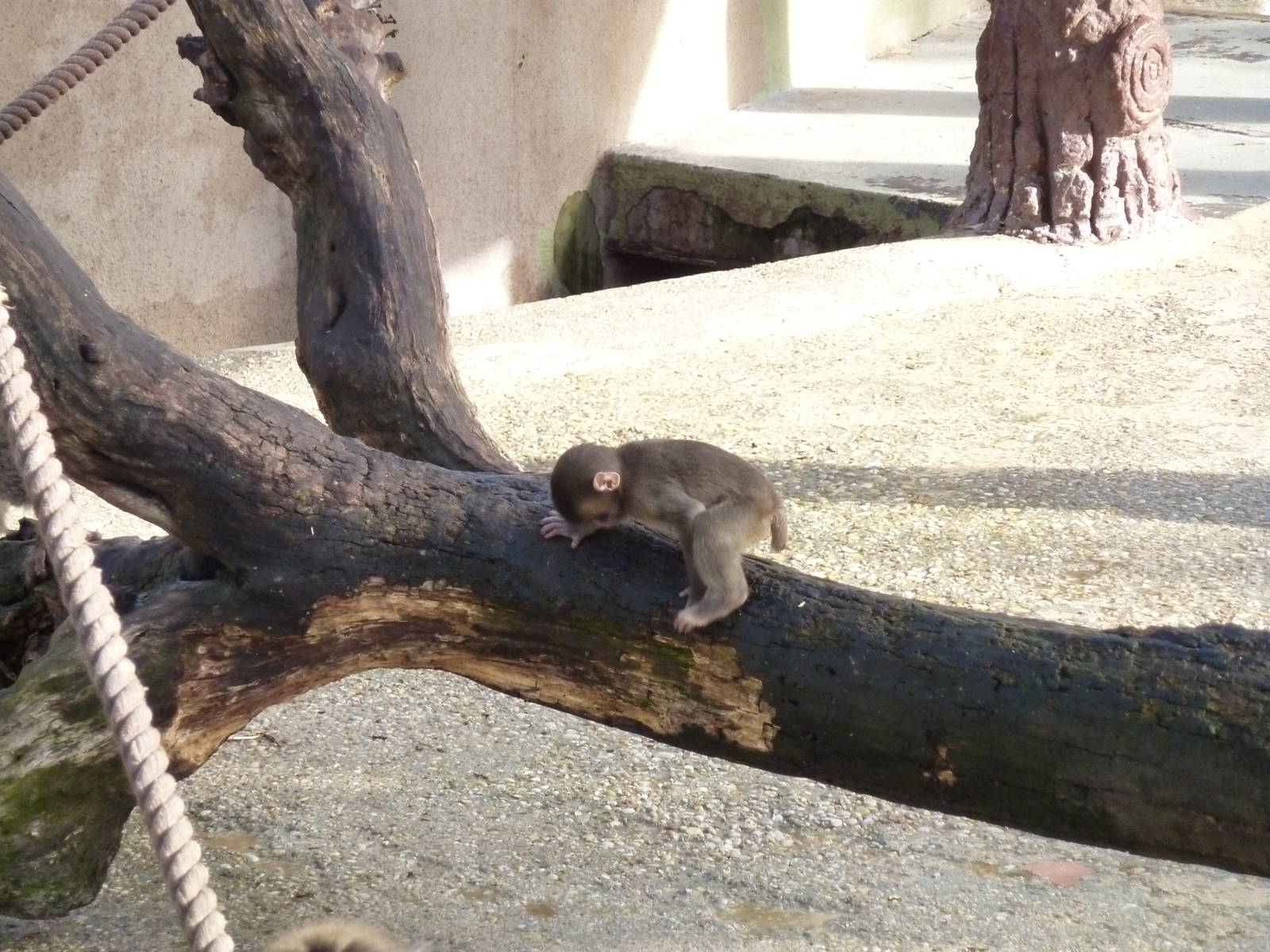 Bioparco Roma - Japanese macaque