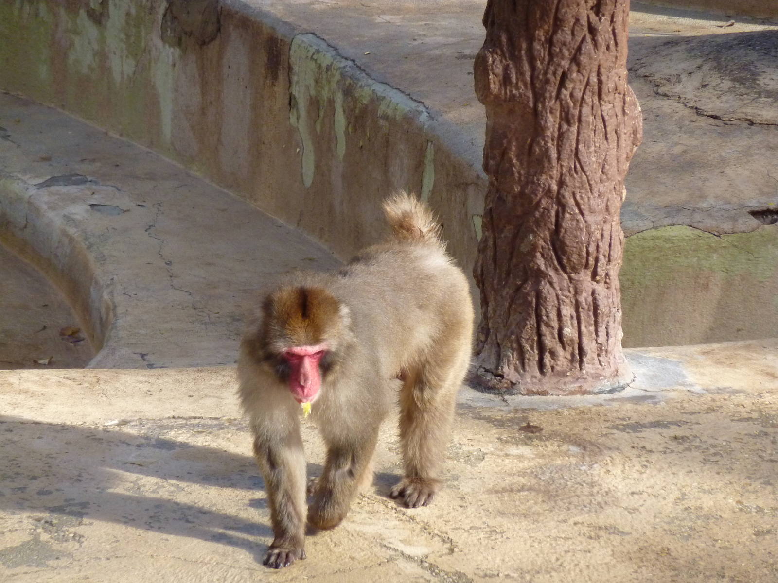 Bioparco Roma - Japanese macaque
